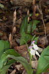 Showy orchis <BR>Showy orchid